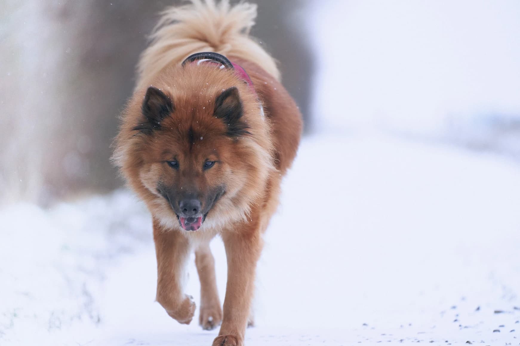 Animaux