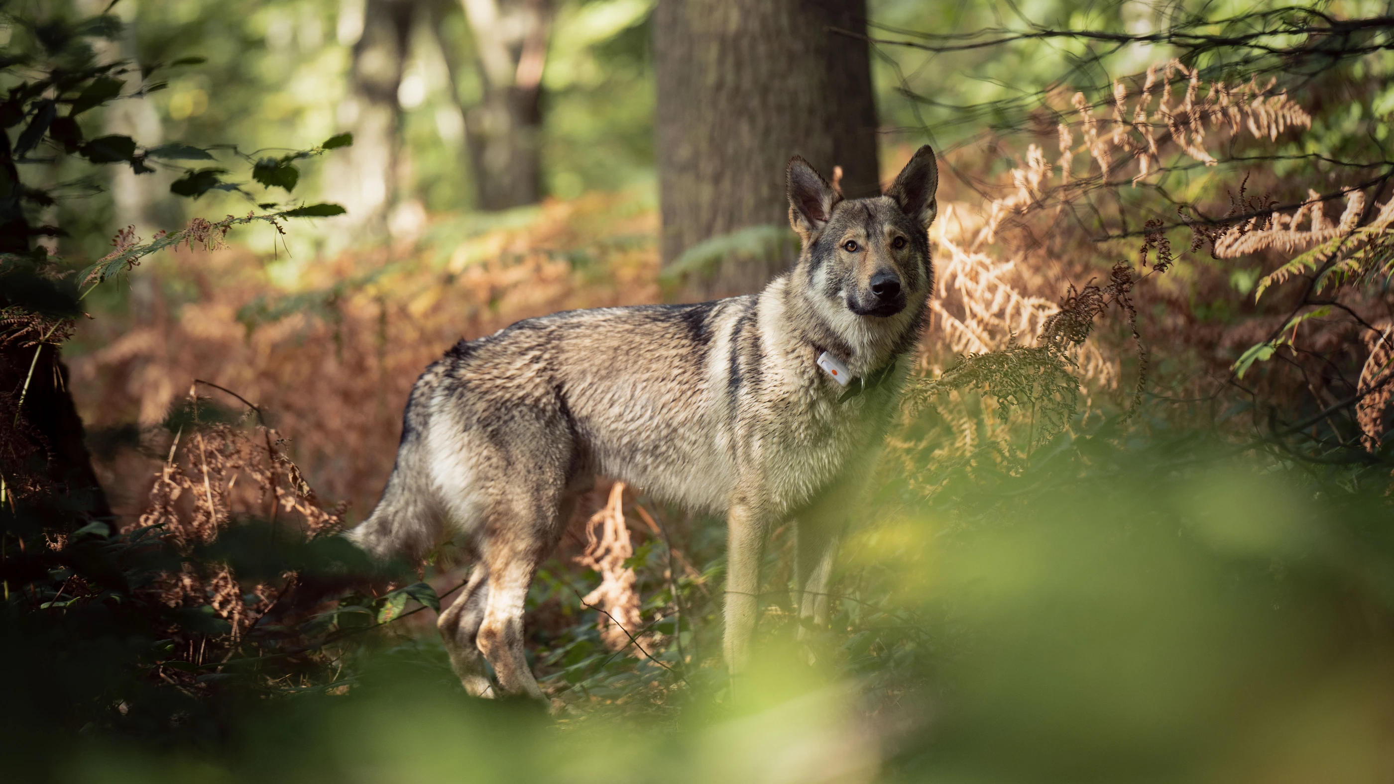 15 octobre 2023161132 Alexandre Lemarquis